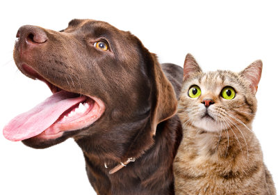Refer a Friend and save 50 dollars