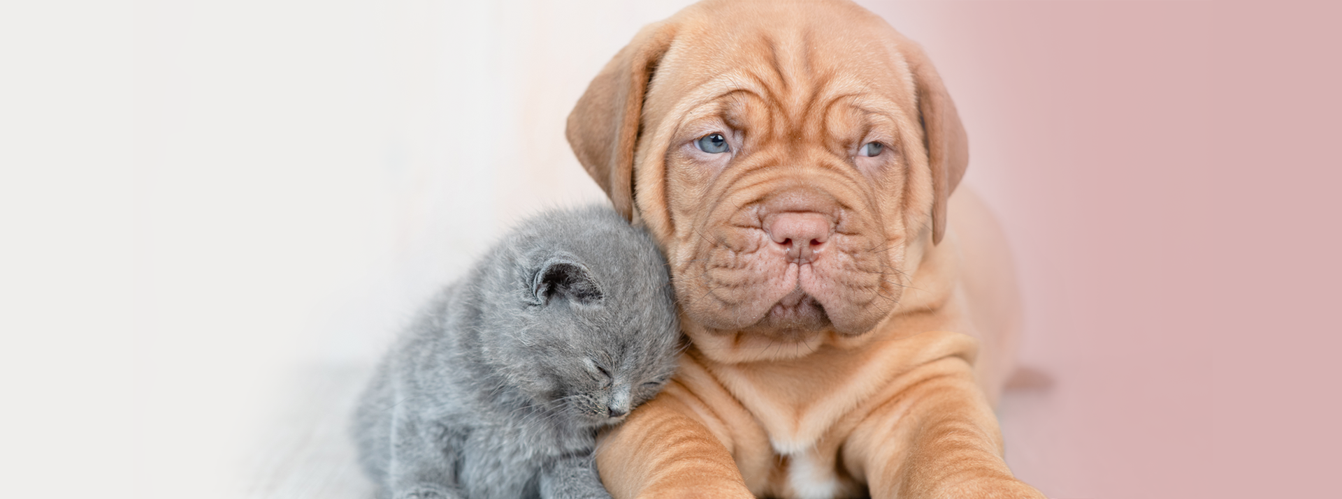 puppy-ktten.png