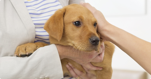 spayneuter.png